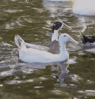 primer baño de unos patos rescatados