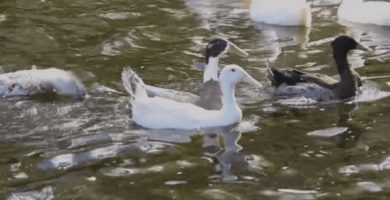 primer baño de unos patos rescatados
