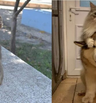 perros-bonitos