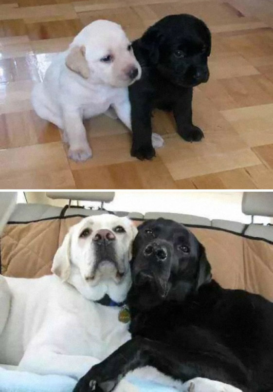 perros-bonitos (39)