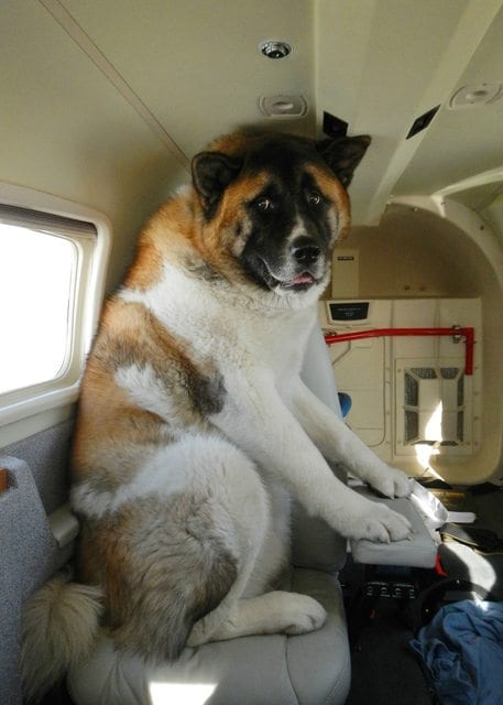 perros-grandes (1)