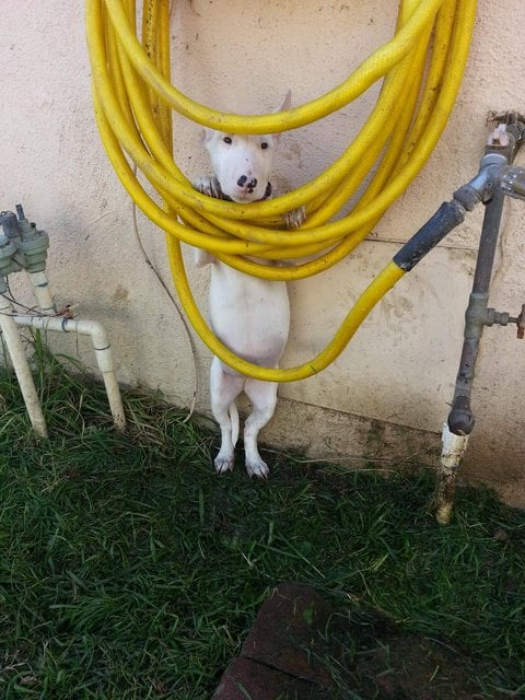 perros-grandes (8)