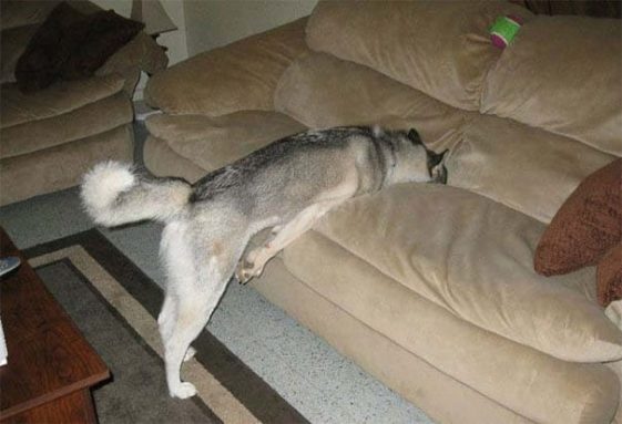 perros-normas-de-casa (1)