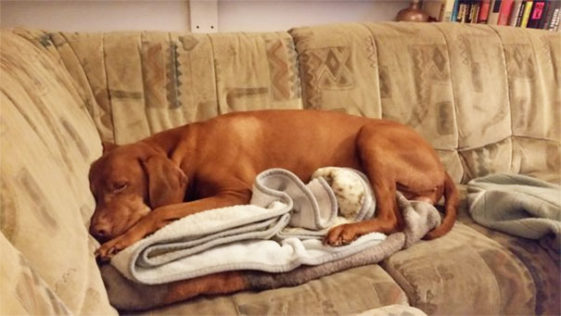 perros-normas-de-casa (11)
