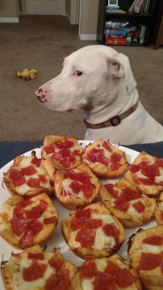 perros-normas-de-casa (13)