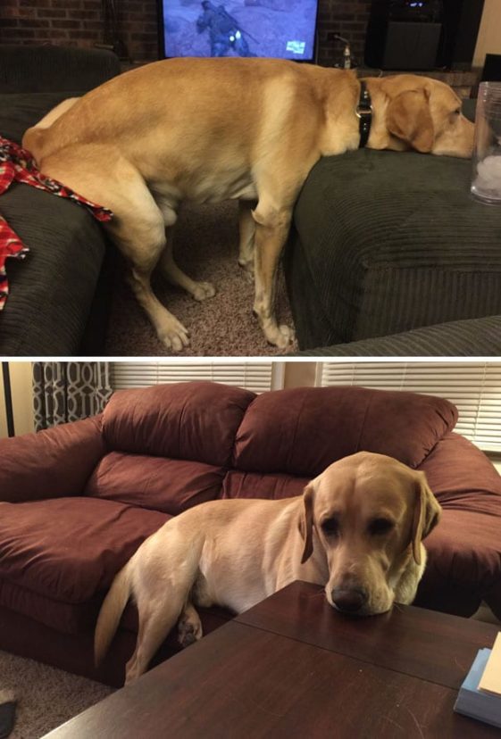 perros-normas-de-casa (16)