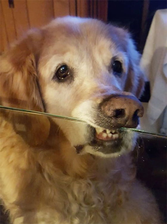 perros-normas-de-casa (2)