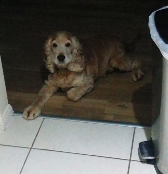 perros-normas-de-casa (21)