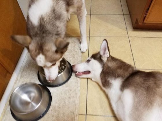 perros-normas-de-casa (4)
