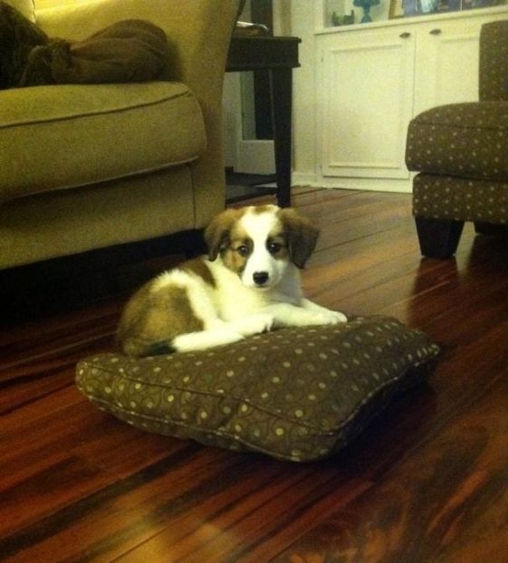 perros-normas-de-casa (5)