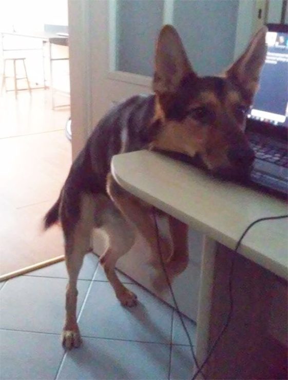 perros-normas-de-casa (6)