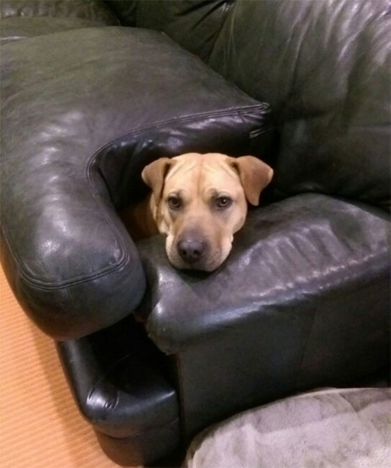 perros-normas-de-casa (7)