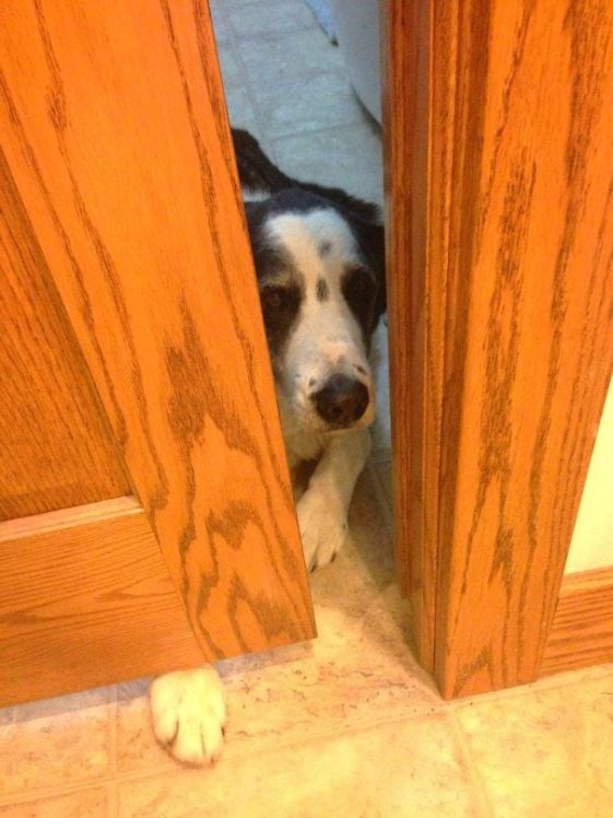 perros-normas-de-casa (9)