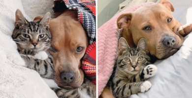 un Pitbull y un gatito