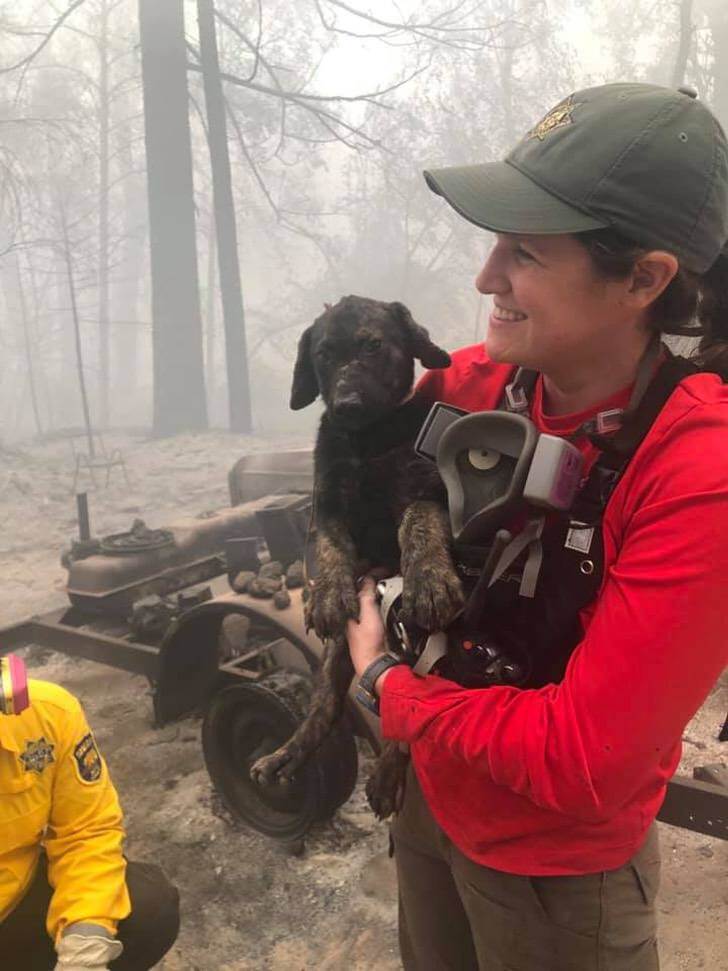 Policía de California rescató a un perro