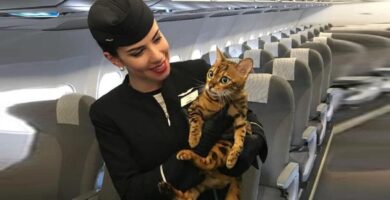 campaña para regular los viajes de mascotas