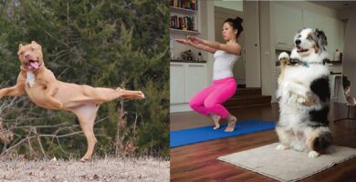 animales-posturas-de-yoga