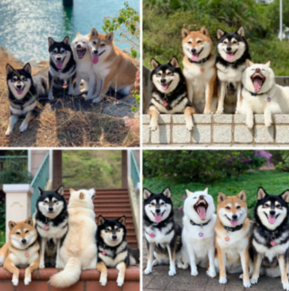 fotografías-de-perros (1)