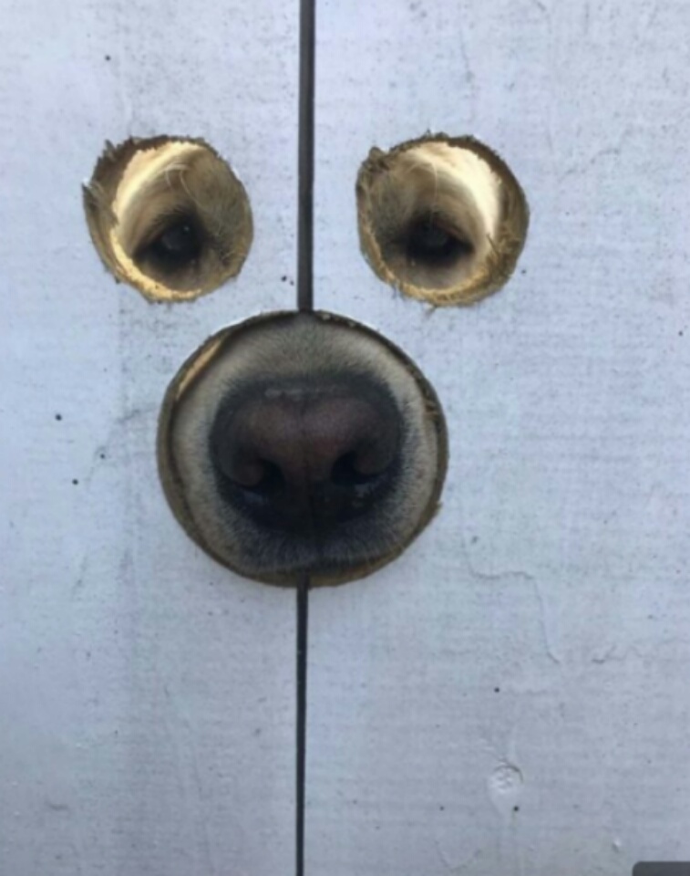 fotografías-de-perros (18)