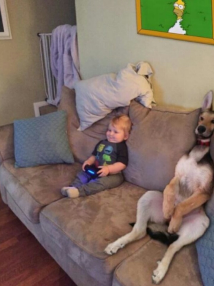 fotografías-de-perros (22)