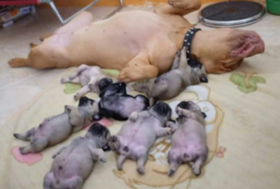 fotografías-de-perros (6)