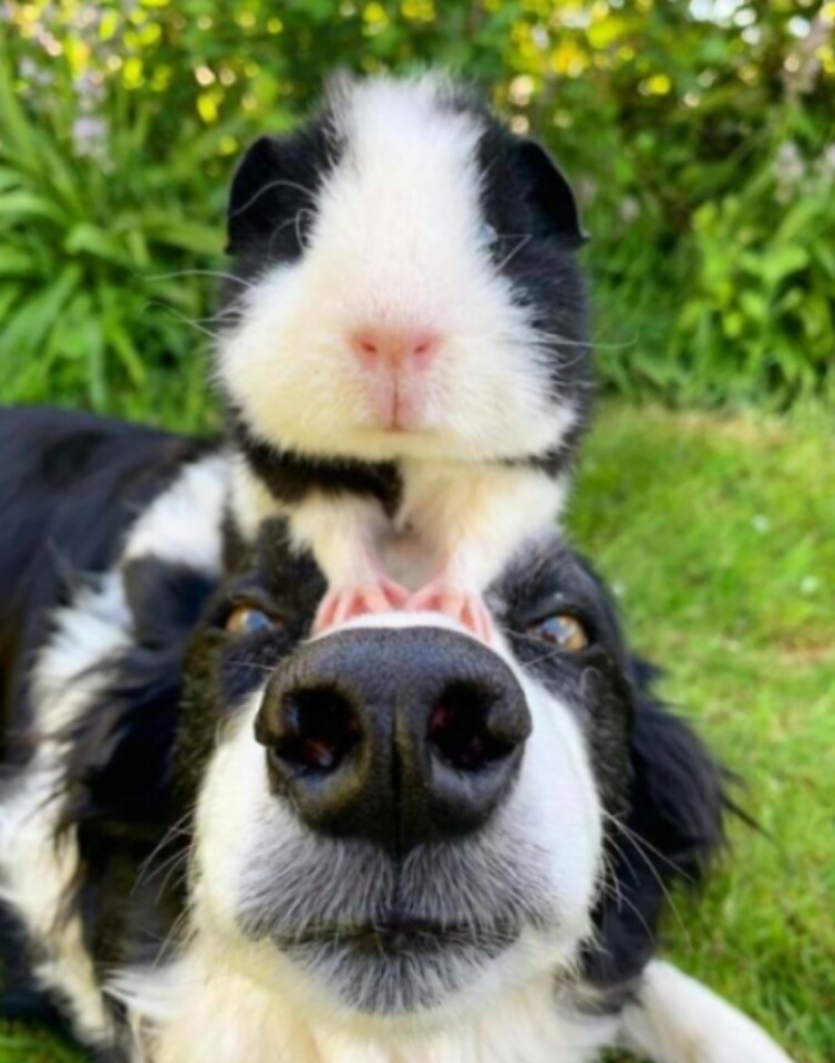 fotografías-de-perros (8)