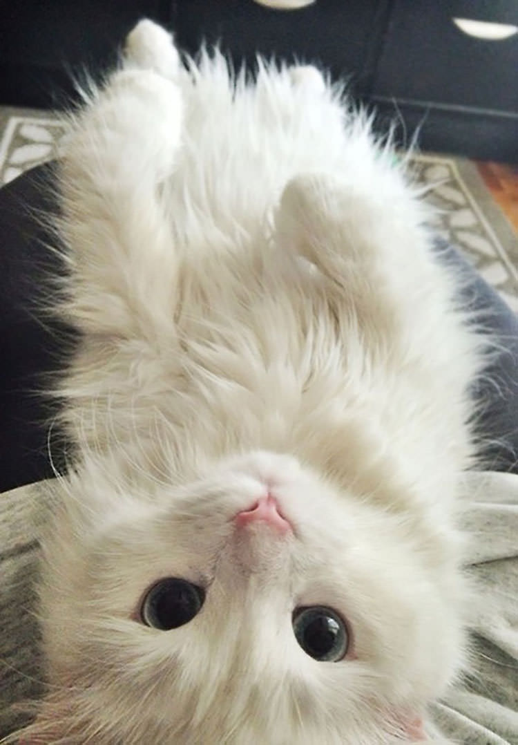 personas que no querían gatos