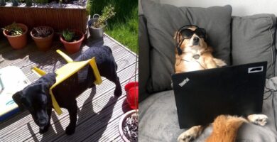 mascotas consentidas