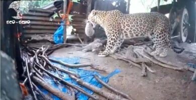 mamá leopardo protege a sus cachorros