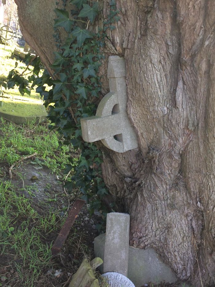 Árbol creció sobre una lapida