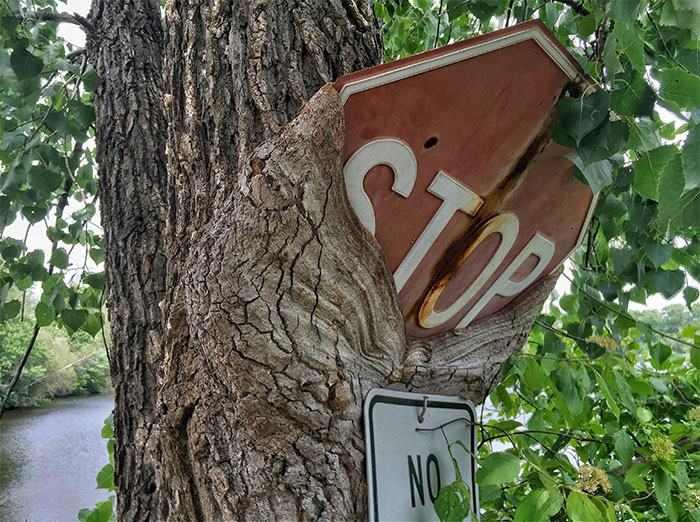Un árbol que no le gusta las señales de stop