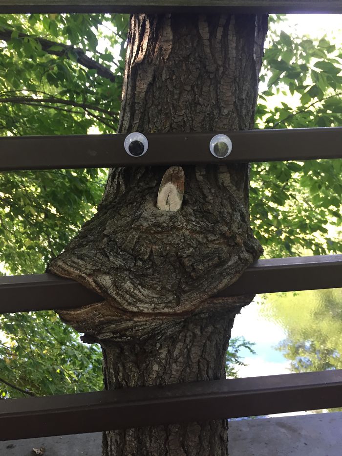 Este árbol parece tener vida propia