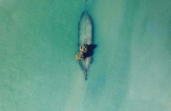 Árboles creciendo en un barco hundido en el medio del mar