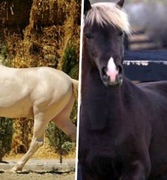 Asombrosas razas de caballos