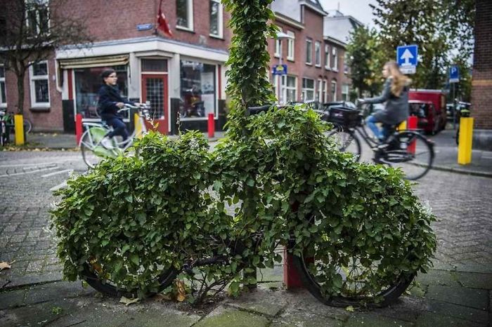 Bicicletas abandonadas en plena ciudad cubiertas de enredaderas