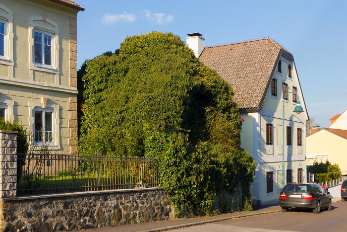 Edificio lleno de Hiedra "Plantas Trepadoras"