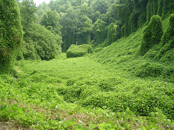 Granero cubierto por plantas Kudzu en Tennessee