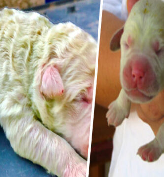 Nace un perro en Italia con el pelaje verde