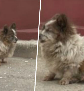 Perrito abandonado espero familia en el mismo lugar durante 10 años
