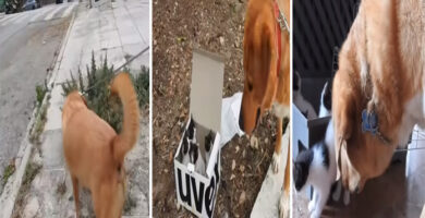 Perro adopto a cuatro gatitos abandonados de la calle