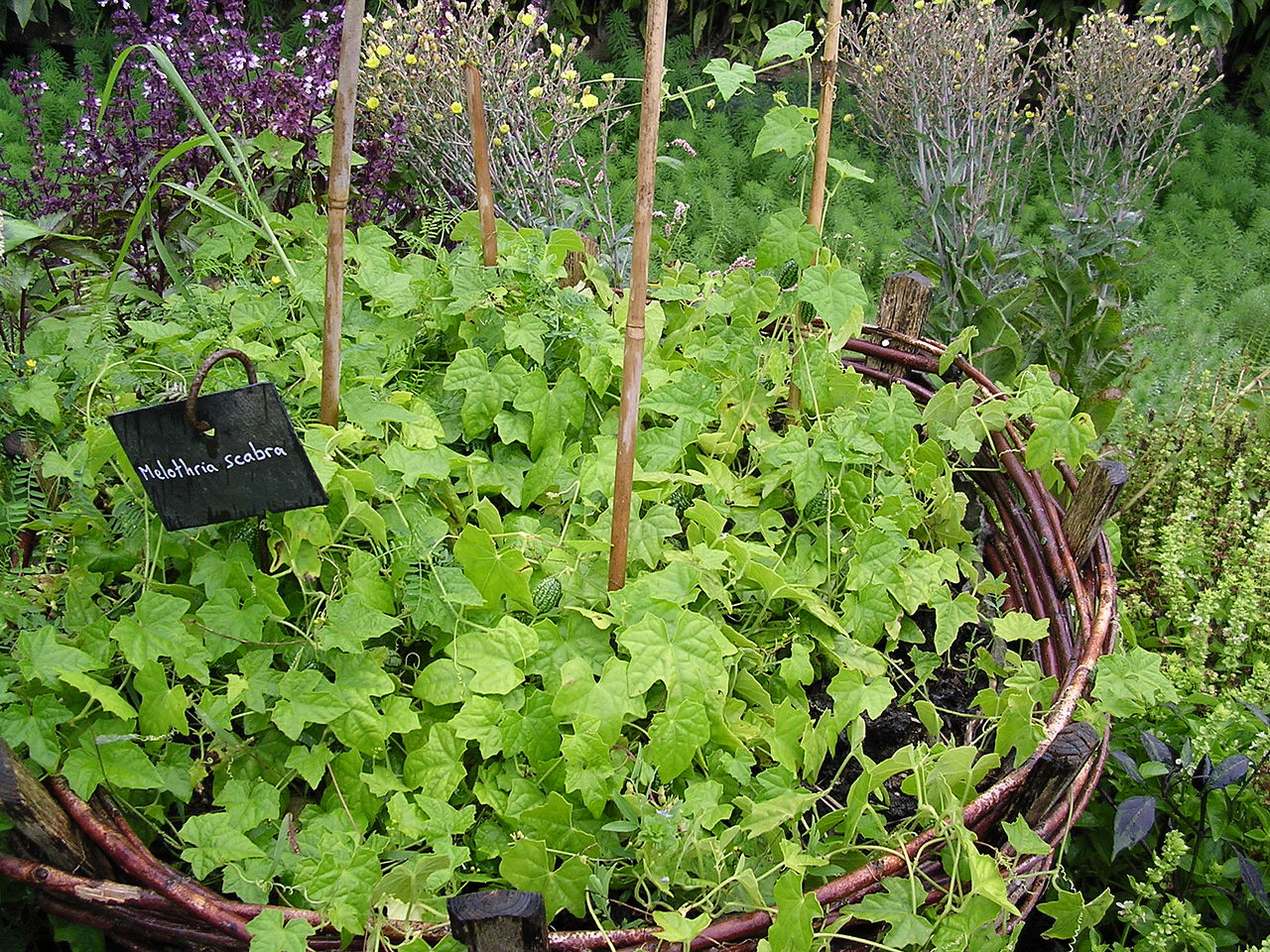 Cuidados para cultivar Cucamelon