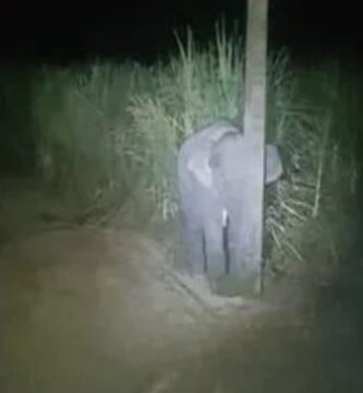 Elefante bebé se esconde detrás de un poste de luz