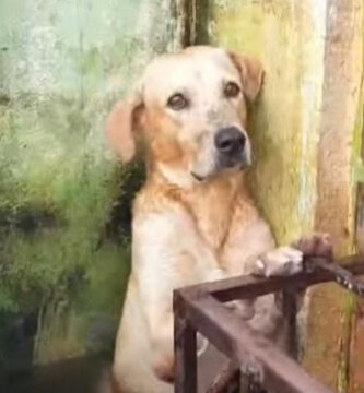 Perrito adoptado rescatado inundaciones tabasco México