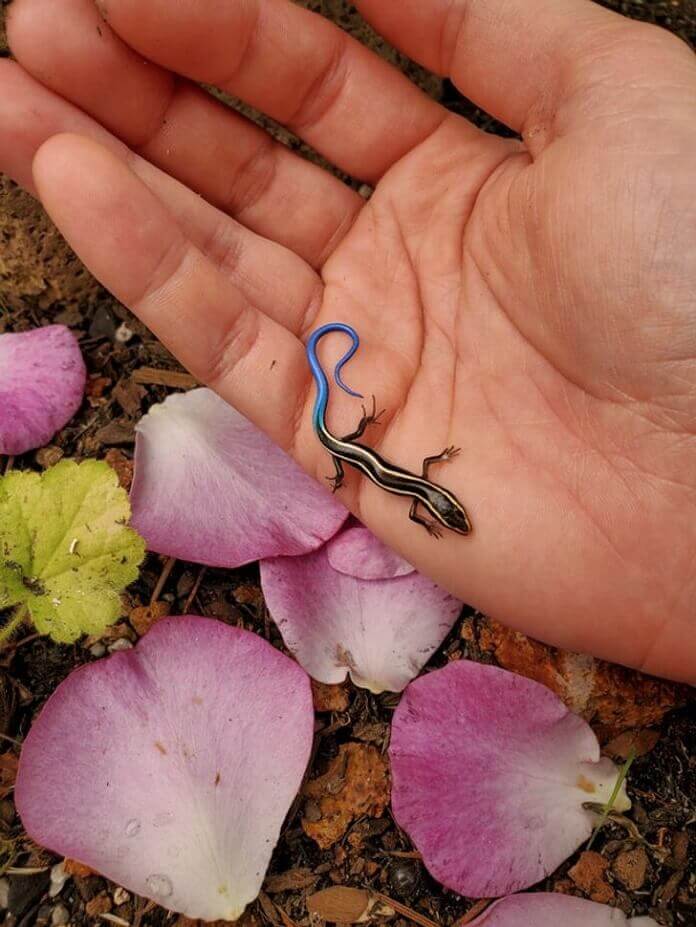 increíble diseño de la naturaleza