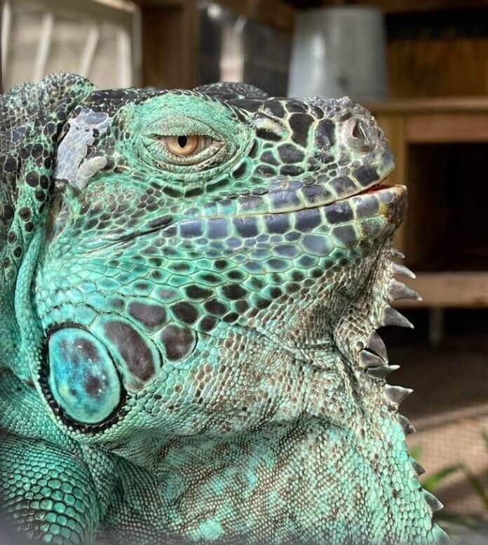 increíble diseño de la naturaleza