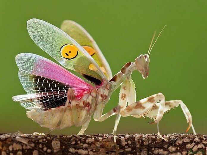 increíble diseño de la naturaleza