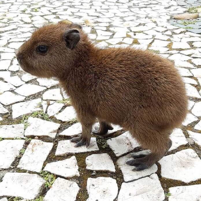 increíble diseño de la naturaleza