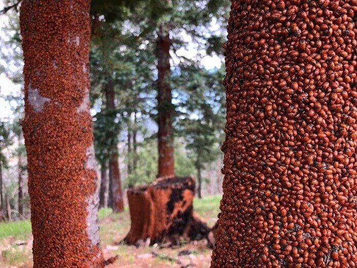 del increíble diseño de la naturaleza