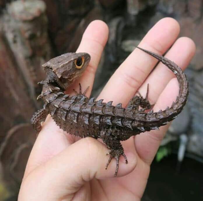 del increíble diseño de la naturaleza