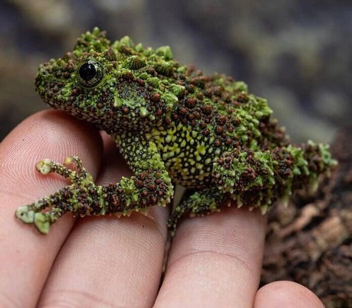increíble diseño de la naturaleza